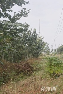 高度500厘米丛生紫荆