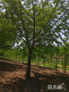 12公分嫁接银杏