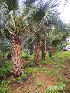 裸干高500厘米棕榈