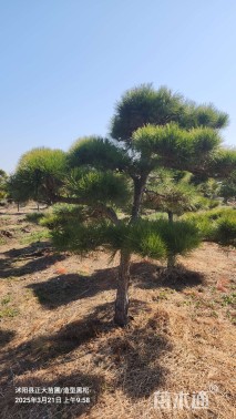 10公分造型黑松