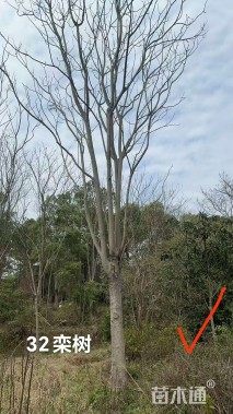 30公分栾树