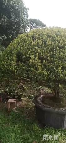 冠幅310厘米瓜子黄杨球