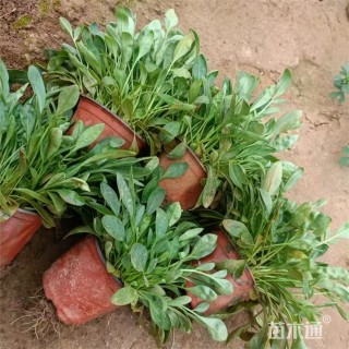 高度40厘米大花金鸡菊