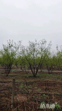 高度600厘米丛生茶条槭