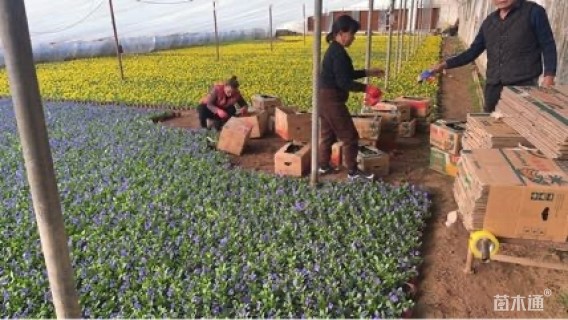 高度12厘米角堇