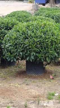 高度120厘米非洲茉莉