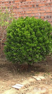 冠幅1500厘米大叶黄杨球