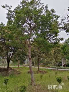 高度500厘米大叶黄杨