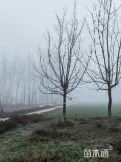 15公分金叶复叶槭