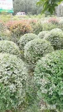 高度30厘米金姬小蜡