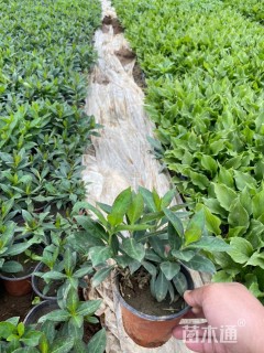 高度24厘米宿根福禄考