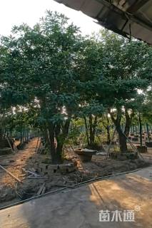 30公分红花玉蕊