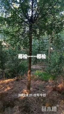 12公分榆树