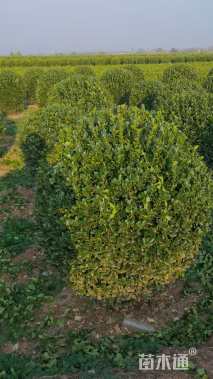 冠幅110厘米大叶黄杨球