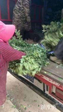 高度45厘米金边黄杨