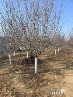 18公分日本晚樱