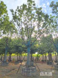25公分香樟