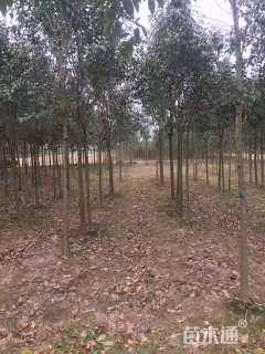 12公分大叶女贞