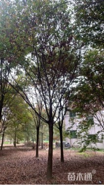 20公分榉树
