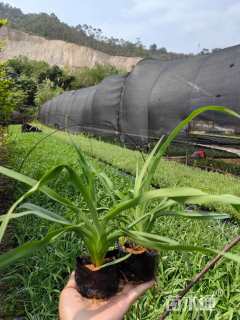 高度20厘米萱草