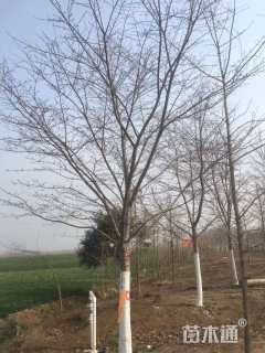 20公分染井吉野樱