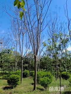 15公分栾树