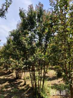 高度380厘米丛生紫薇