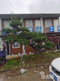 高度250厘米黑松