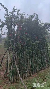 高度350厘米三角梅