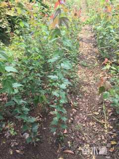 高度200厘米三角枫-金陵红