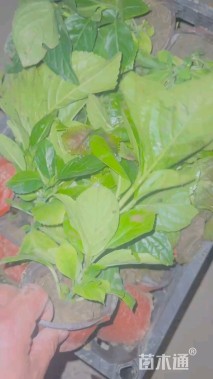 高度30厘米绣球