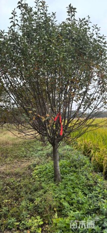 12公分北美海棠