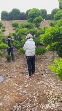 高度200厘米大叶黄杨