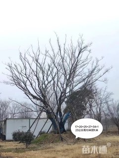 130公分丛生朴树