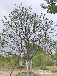 66公分丛生乌桕