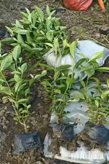 高度30厘米大叶栀子