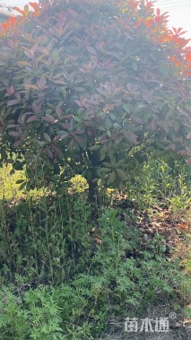 13公分红叶石楠