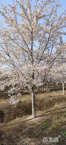 16公分染井吉野樱