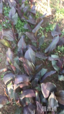 高度20厘米紫叶美人蕉