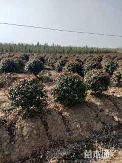 冠幅180厘米红叶石楠球