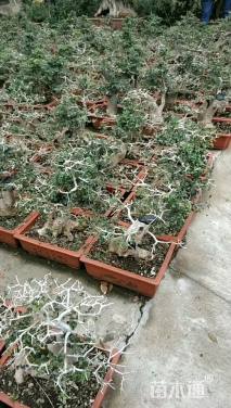 15公分造型对节白蜡