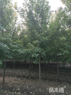 18公分美国红枫