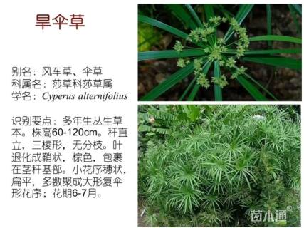 高度30厘米旱伞草