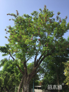 50公分红花洋槐