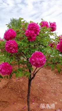 高度2600厘米牡丹