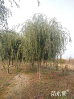 15公分垂柳