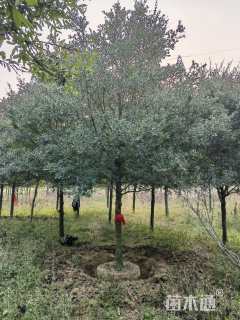 13公分弗吉尼亚栎