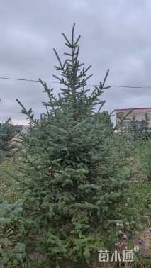 高度250厘米云杉