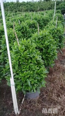 高度90厘米非洲茉莉球