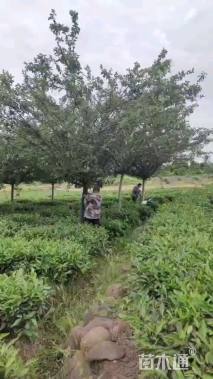 12公分垂丝海棠